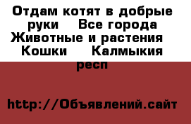 Отдам котят в добрые руки. - Все города Животные и растения » Кошки   . Калмыкия респ.